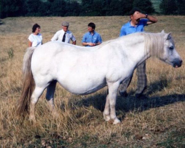 broodmare Fayre Waterfall (Welsh mountain pony (SEK.A), 1968, from Revel Liberty)