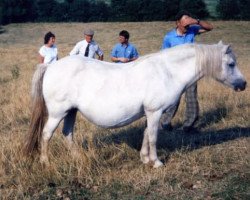 broodmare Fayre Waterfall (Welsh mountain pony (SEK.A), 1968, from Revel Liberty)