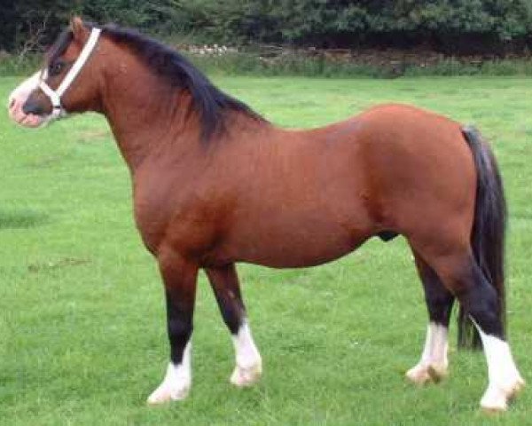 stallion Fronbach Hello Dandy (Welsh mountain pony (SEK.A), 1989, from Synod Hello)