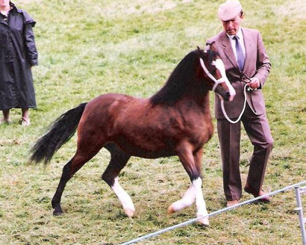 Deckhengst Synod Hello (Welsh Mountain Pony (Sek.A), 1983, von Brierwood Rocket II)