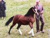 stallion Synod Hello (Welsh mountain pony (SEK.A), 1983, from Brierwood Rocket II)