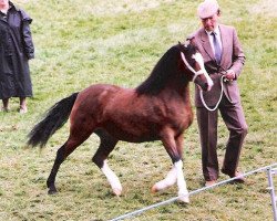 stallion Synod Hello (Welsh mountain pony (SEK.A), 1983, from Brierwood Rocket II)