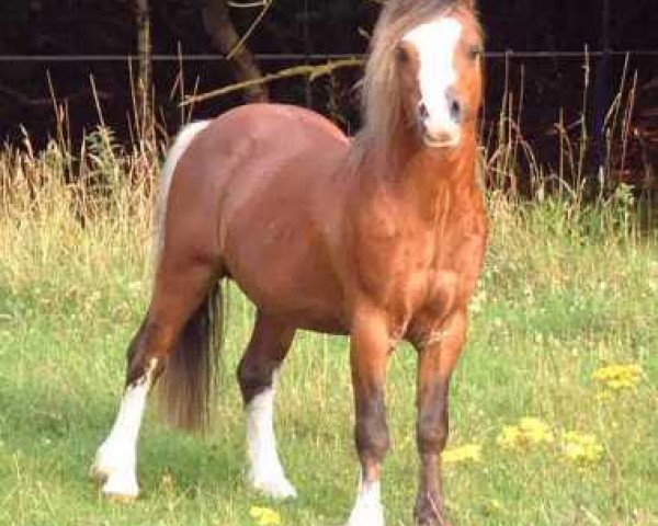 stallion Fronbach Hello Charlie (Welsh mountain pony (SEK.A), 1990, from Synod Hello)