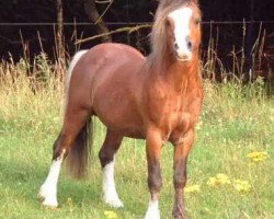 stallion Fronbach Hello Charlie (Welsh mountain pony (SEK.A), 1990, from Synod Hello)