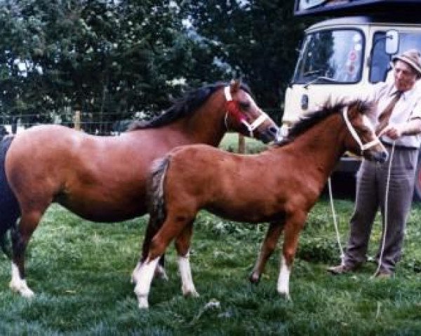 broodmare Synod Ester Mary (Welsh mountain pony (SEK.A), 1970, from Criban Bantam)