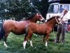 Zuchtstute Synod Ester Mary (Welsh Mountain Pony (Sek.A), 1970, von Criban Bantam)
