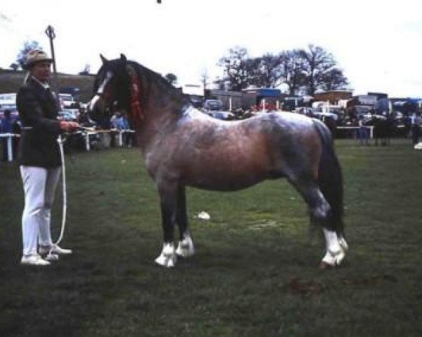 stallion Revel Torc (Welsh mountain pony (SEK.A), 1971, from Rhyd-Y-Felin Serenllys)