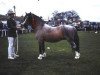 Deckhengst Revel Torc (Welsh Mountain Pony (Sek.A), 1971, von Rhyd-Y-Felin Serenllys)