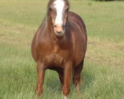 broodmare Forlan Treasure (Welsh mountain pony (SEK.A), 1985, from Synod Scamp)