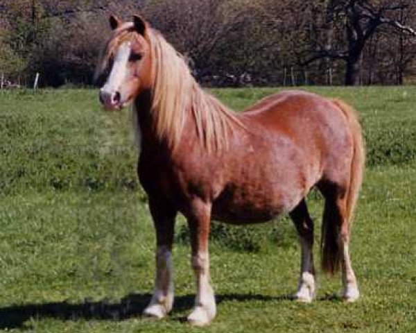 horse Forlan Honeybee (Welsh mountain pony (SEK.A), 1980, from Twyford Sprig)