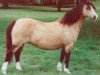 Zuchtstute Forlan Welsh Honey (Welsh Mountain Pony (Sek.A), 1975, von Revel Torc)