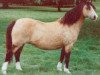 broodmare Forlan Welsh Honey (Welsh mountain pony (SEK.A), 1975, from Revel Torc)