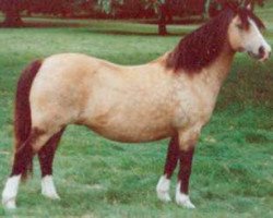 Zuchtstute Forlan Welsh Honey (Welsh Mountain Pony (Sek.A), 1975, von Revel Torc)