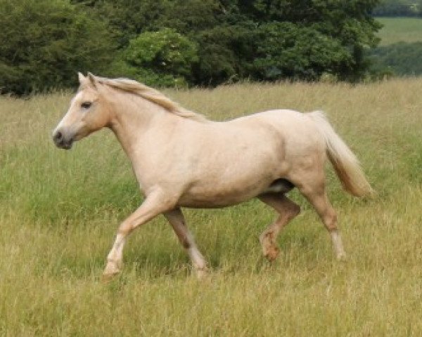 horse Forlan Honeymoon (Welsh mountain pony (SEK.A), 1988, from Brierwood Fullback)