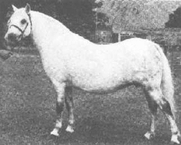 Zuchtstute Clan Peggy (Welsh Mountain Pony (Sek.A), 1960, von Clan Tony)