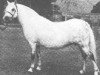 Zuchtstute Clan Peggy (Welsh Mountain Pony (Sek.A), 1960, von Clan Tony)