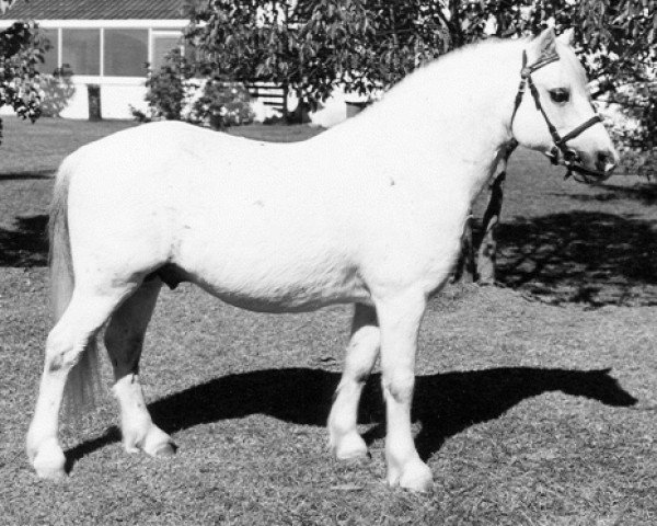 stallion Revel Pye (Welsh mountain pony (SEK.A), 1968, from Clan Pip)