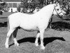 Deckhengst Revel Pye (Welsh Mountain Pony (Sek.A), 1968, von Clan Pip)