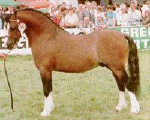 stallion Brierwood Rocket II (Welsh mountain pony (SEK.A), 1976, from Revel Pye)