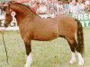 Deckhengst Brierwood Rocket II (Welsh Mountain Pony (Sek.A), 1976, von Revel Pye)