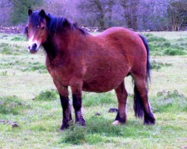 Pferd Miskin Kitty (Welsh Mountain Pony (Sek.A), 1991, von Synod Captain)