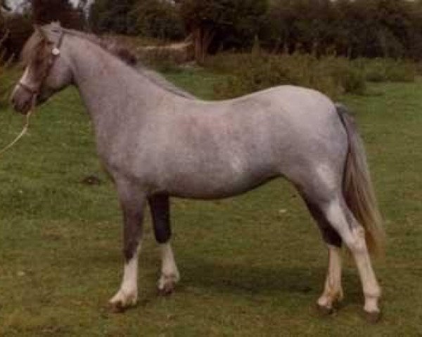 Zuchtstute Forlan Bronwen (Welsh Mountain Pony (Sek.A), 1979, von Revel Torc)