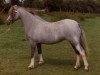 Zuchtstute Forlan Bronwen (Welsh Mountain Pony (Sek.A), 1979, von Revel Torc)