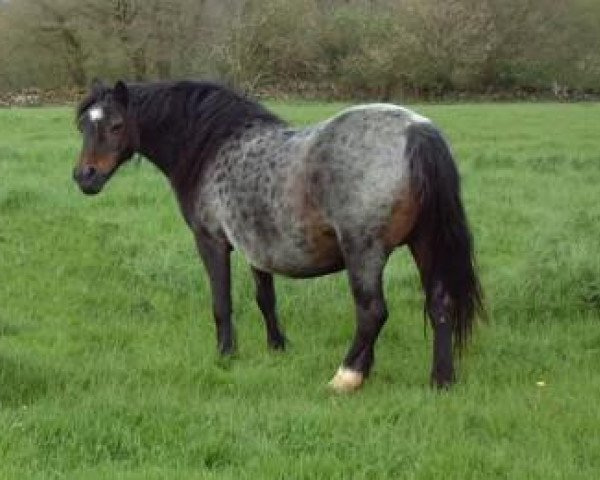 Pferd Forlan Bo-Peep (Welsh Mountain Pony (Sek.A), 1989, von Wilcrick Saturn)