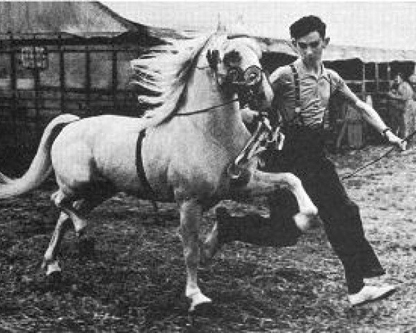 stallion Dinarth What Ho (Welsh mountain pony (SEK.A), 1932, from Faraam Mercury)
