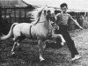 stallion Dinarth What Ho (Welsh mountain pony (SEK.A), 1932, from Faraam Mercury)