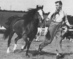 broodmare Vardra Sunflower (Welsh mountain pony (SEK.A), 1929, from Craven Master Shot)