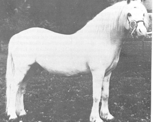 stallion Criban Bantam (Welsh mountain pony (SEK.A), 1947, from Bolgoed Shot Star)