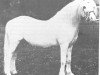stallion Criban Bantam (Welsh mountain pony (SEK.A), 1947, from Bolgoed Shot Star)