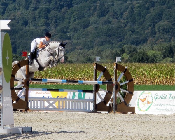 jumper Cheerio Ko (German Sport Horse, 2006, from Cellestial)