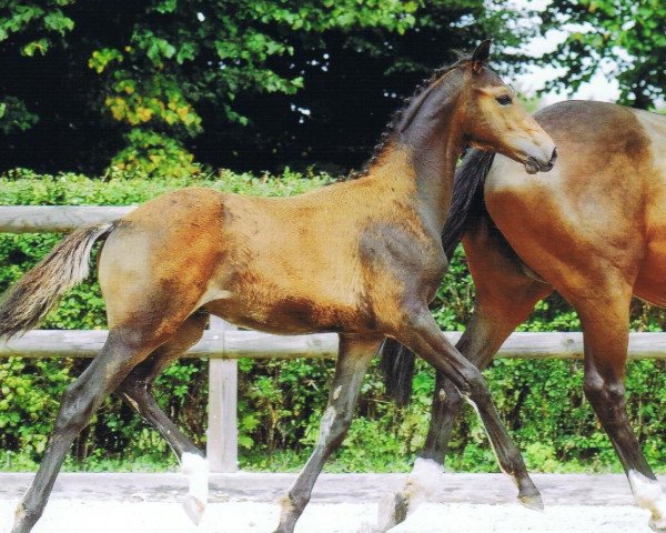 Deckhengst Morgentanz (Trakehner, 2014, von Abendtanz)