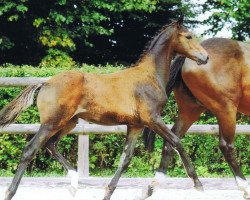 stallion Morgentanz (Trakehner, 2014, from Abendtanz)