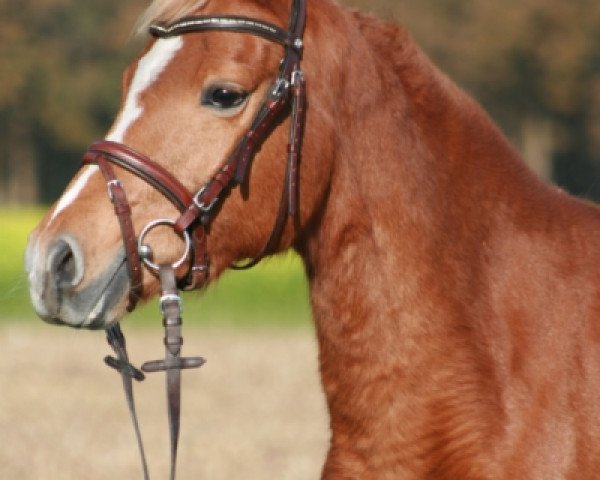 broodmare Sammy Ann (German Riding Pony, 2006, from Neckar)