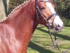 broodmare Romica (German Riding Pony, 2007, from Machno Carwyn)