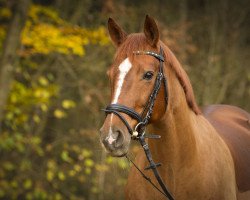 broodmare Fürstina (Westphalian, 2002, from Fürst Piccolo)