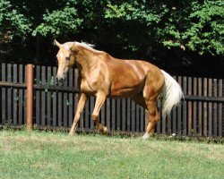 broodmare Romi (Czech Warmblood, 2004, from Radegast)