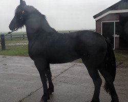 broodmare Mariet (Friese,  )