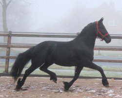 broodmare Helga (Friese, 2010)