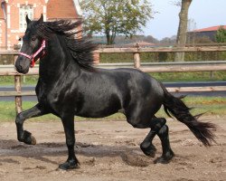 stallion Reinder (Friese, 2012, from Reinder)