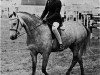 broodmare Chirk Shirley (Welsh-Pony (Section B), 1963, from Chirk Caradoc)