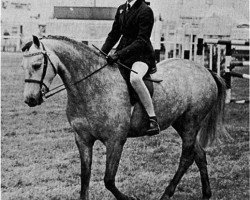 Zuchtstute Chirk Shirley (Welsh Pony (Sek.B), 1963, von Chirk Caradoc)