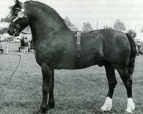 stallion Llanarth Meredith ap Braint (Welsh-Cob (Sek. D), 1969, from Llanarth Braint)