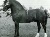 stallion Llanarth Meredith ap Braint (Welsh-Cob (Sek. D), 1969, from Llanarth Braint)