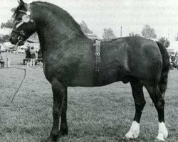 Deckhengst Llanarth Meredith ap Braint (Welsh-Cob (Sek. D), 1969, von Llanarth Braint)