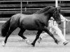 stallion Hewid Lyn (Welsh-Cob (Sek. D), 1975, from Llanarth Meredith ap Braint)