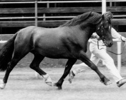 stallion Hewid Lyn (Welsh-Cob (Sek. D), 1975, from Llanarth Meredith ap Braint)